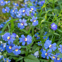 Blau nemesia strumosa blume samen for anpflanzung cut blume favorite heirloom & gmo free samen for home garten 
 
 sale samen for home garten anpflanzung