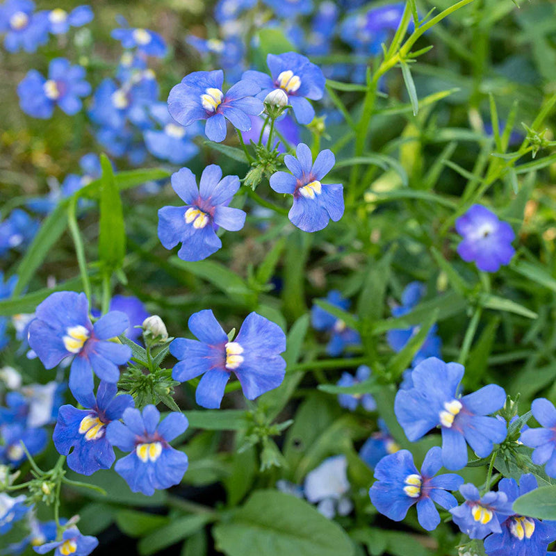 Blau nemesia strumosa blume samen for anpflanzung cut blume favorite heirloom & gmo free samen for home garten 
 
 sale samen for home garten anpflanzung