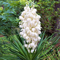 Weiß yucca filamentosa blume samen for anpflanzung colorful display heirloom & gmo free samen for home garten 
 
 sale samen for home garten anpflanzung