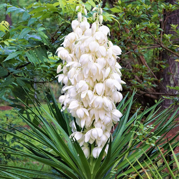 Weiß yucca filamentosa blume samen for anpflanzung colorful display heirloom & gmo free samen for home garten 
 
 sale samen for home garten anpflanzung
