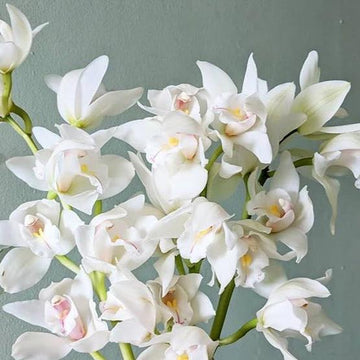 Weiß cymbidium orchid blume samen for anpflanzung premium quality heirloom & gmo free samen for home garten 
 
 sale samen for home garten anpflanzung