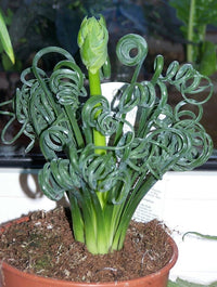Curly twisted blume samen for anpflanzung - perfect for borders, heirloom & gmo free samen for home garten
 
 sale samen for anpflanzung in home garten