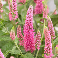 Veronica blume samen for anpflanzung sun loving heirloom & gmo free samen for home garten 
 
 sale for anpflanzung in home garten