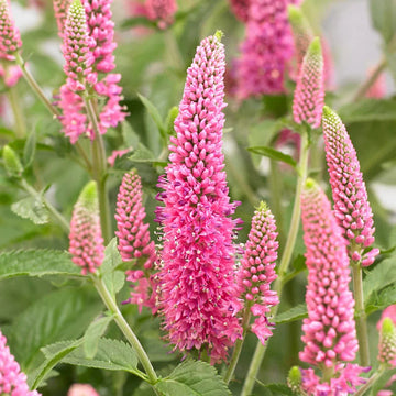 Veronica blume samen for anpflanzung sun loving heirloom & gmo free samen for home garten 
 
 sale for anpflanzung in home garten