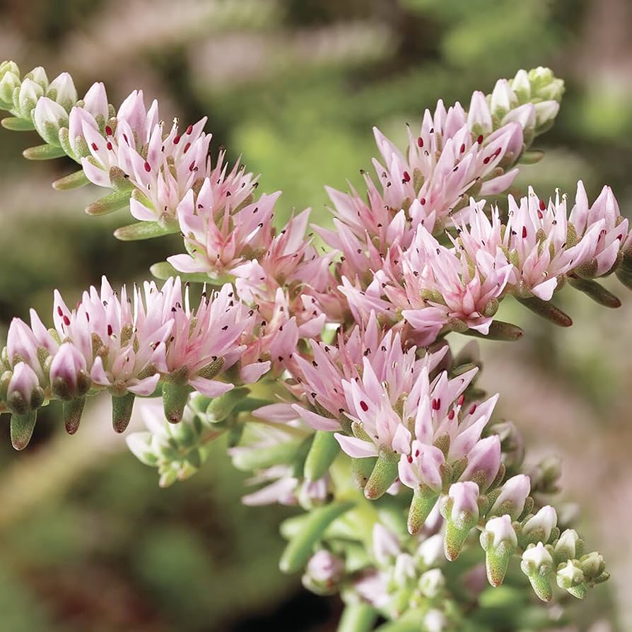 Rosa weiß sedum pulchellum blume samen for anpflanzung - sun loving, heirloom & gmo free samen for home garten
 
 sale samen for anpflanzung in home garten