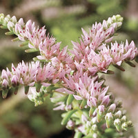 Rosa weiß sedum pulchellum blume samen for anpflanzung - sun loving, heirloom & gmo free samen for home garten
 
 sale samen for anpflanzung in home garten