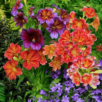 Mixed salpiglossis blume samen for anpflanzung pollinator friendly heirloom & gmo free samen for home garten 
 
 sale samen for home garten anpflanzung