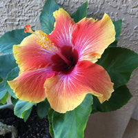 Schwarz Gelb Hibiskus Blumensamen zur Aussaat Anzucht Traditionssorte & ohne Gentechnik Samen Hausgarten