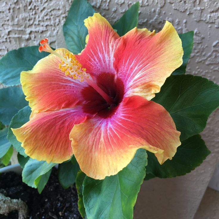 Schwarz Gelb Hibiskus Blumensamen zur Aussaat Anzucht Traditionssorte & ohne Gentechnik Samen Hausgarten