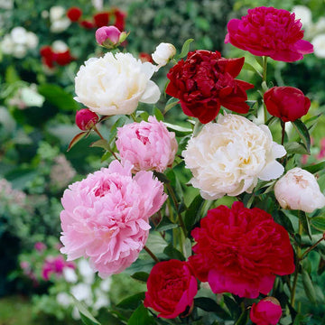 Mixed paeonia suffruticosa blume samen for anpflanzung cottage garten essential heirloom & gmo free samen for home garten 
 
 sale samen for home garten anpflanzung