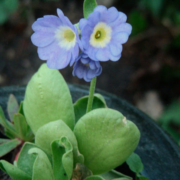 Blau primula auricula blume samen for anpflanzung - colorful display, heirloom & gmo free samen for home garten
 
 sale for anpflanzung in home garten