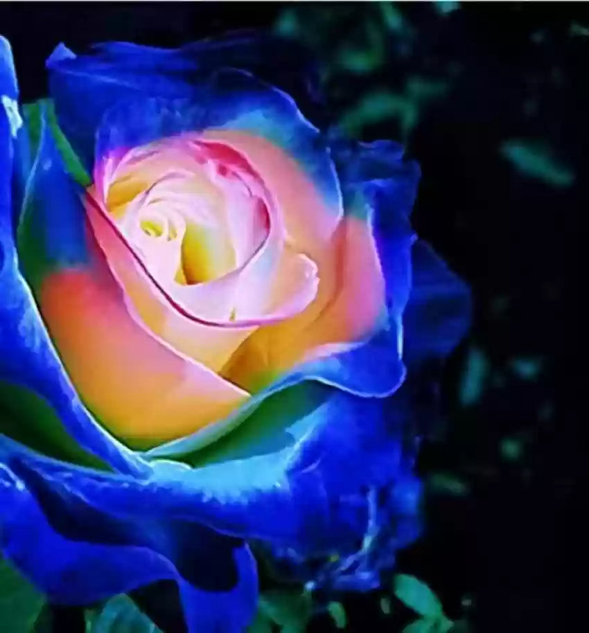 Blau cream rose blume samen for anpflanzung - cottage garten essential, heirloom & gmo free samen for home garten
 
 sale samen for anpflanzung in home garten