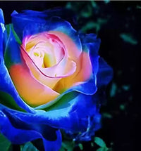 Blau cream rose blume samen for anpflanzung - cottage garten essential, heirloom & gmo free samen for home garten
 
 sale samen for anpflanzung in home garten