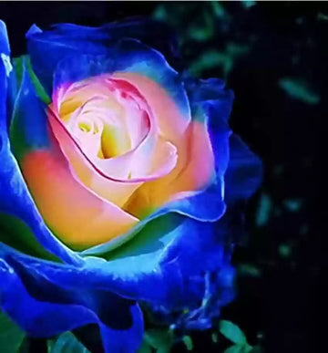 Blau cream rose blume samen for anpflanzung - cottage garten essential, heirloom & gmo free samen for home garten
 
 sale samen for anpflanzung in home garten