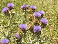 Violet cardunculus blume samen for anpflanzung - garten favorite, heirloom & gmo free samen for home garten
 
 sale samen for home garten