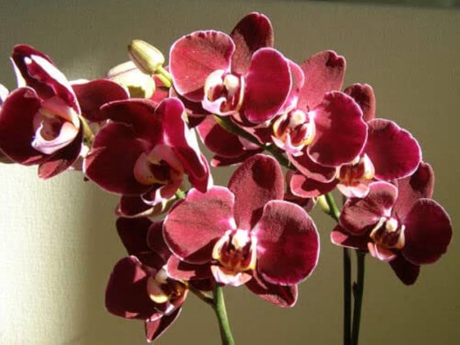Marron phalaenopsis orchid blume samen for anpflanzung easy to grow heirloom & gmo free samen for home garten 
 
 sale samen for home garten anpflanzung