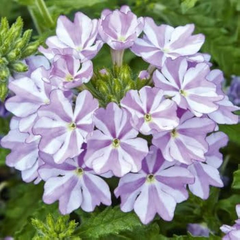 Weiß lila verbena blume samen for anpflanzung - easy to grow, heirloom & gmo free samen for home garten
 
 sale samen for anpflanzung in home garten