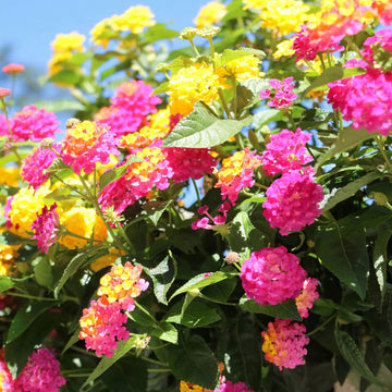 Mix lantana blume samen for anpflanzung colorful display heirloom & gmo free samen for home garten 
 
 sale samen for home garten anpflanzung