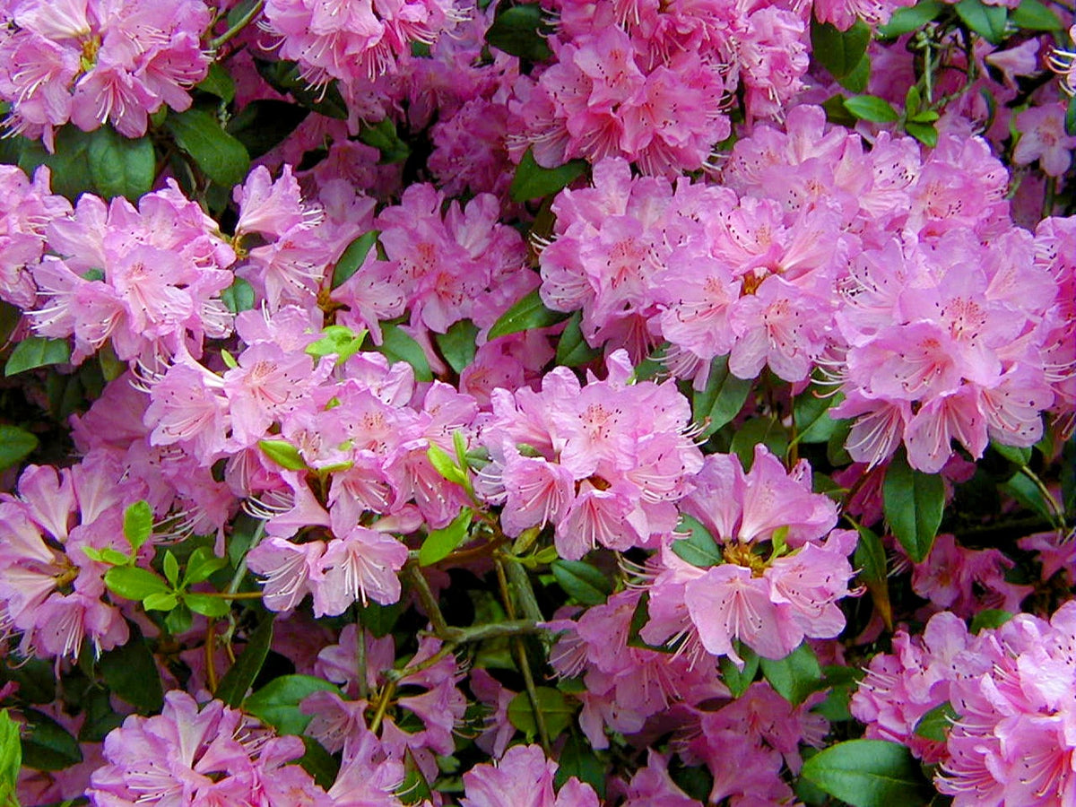 Rhododendron blume samen for anpflanzung garten favorite heirloom & gmo free samen for home garten 
 
 sale samen for home garten anpflanzung