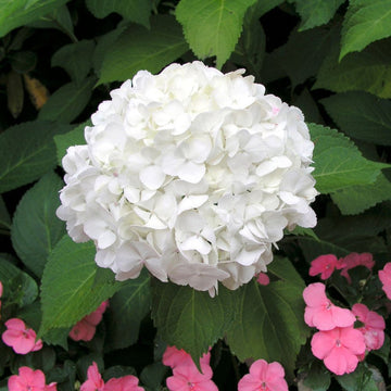 Weiß hydrangea blume samen for anpflanzung easy to grow heirloom & gmo free samen for home garten 
 
 sale samen for home garten anpflanzung