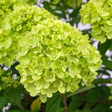 Grün hydrangea blume samen for anpflanzung seasonal bloomer heirloom & gmo free samen for home garten 
 
 sale samen for home garten anpflanzung
