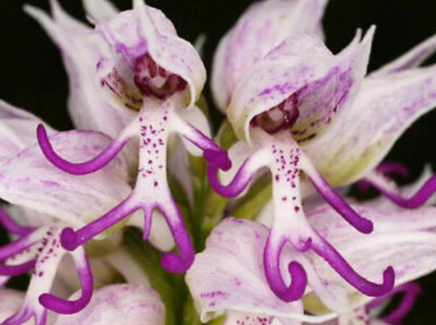 Naked man orchid blume samen for anpflanzung - colorful display, heirloom & gmo free samen for home garten
 
 sale samen for anpflanzung in home garten