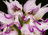 Naked man orchid blume samen for anpflanzung - colorful display, heirloom & gmo free samen for home garten
 
 sale samen for anpflanzung in home garten