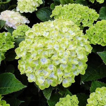 Grün weiß hydrangea blume samen for anpflanzung fragrant blossoms heirloom & gmo free samen for home garten 
 
 sale samen for home garten anpflanzung
