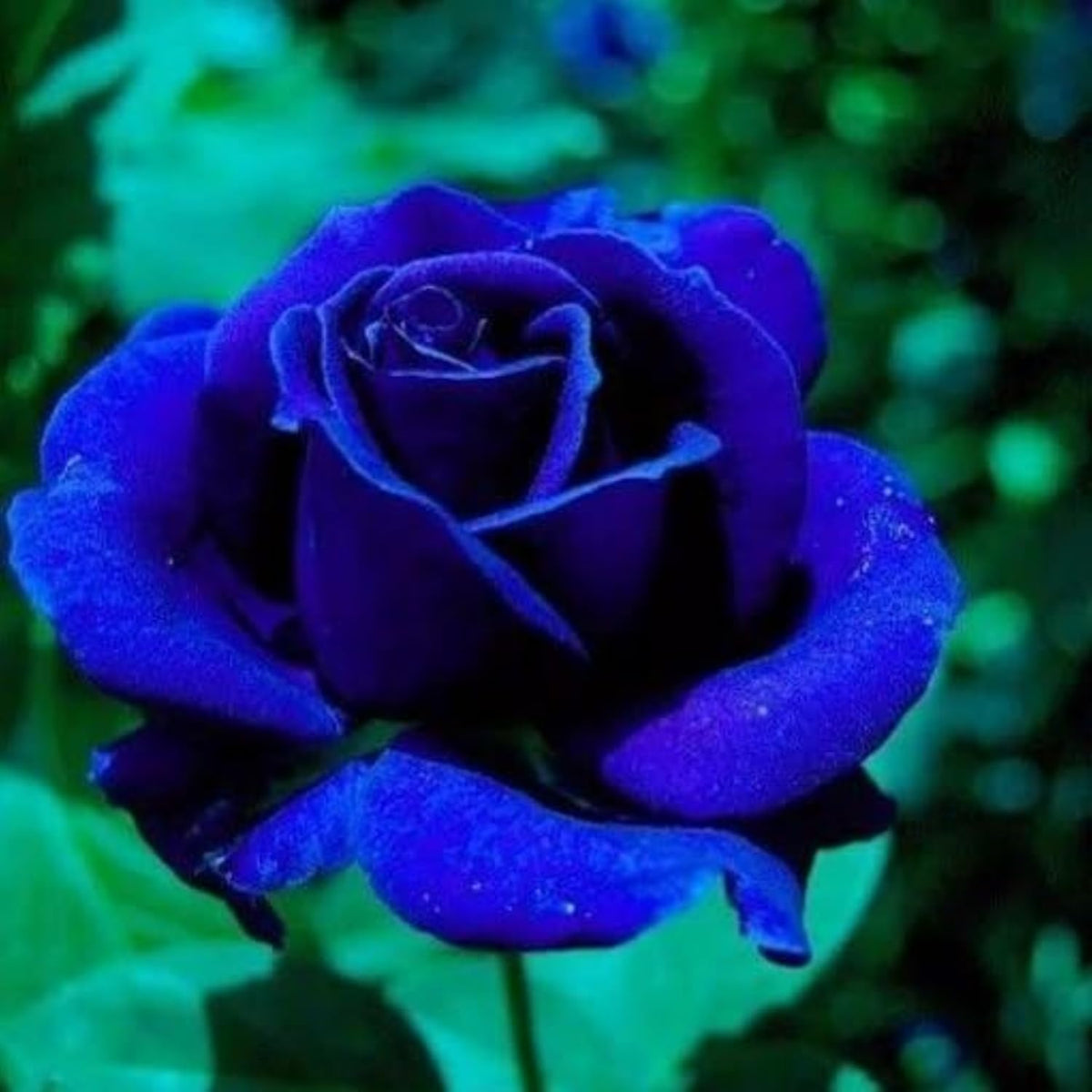 Dark blau rose blume samen for anpflanzung garten favorite heirloom & gmo free samen for home garten
 
 sale samen for home garten anpflanzung