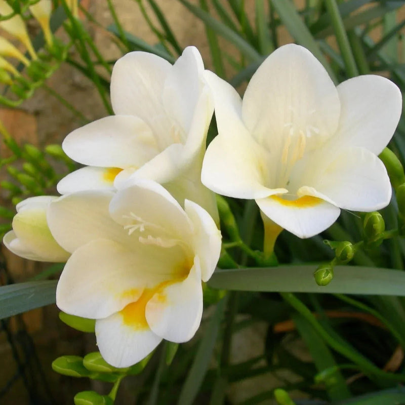 Weiß freesia blume samen for anpflanzung vibrant colors heirloom & gmo free samen for home garten
 
 sale samen for home garten anpflanzung