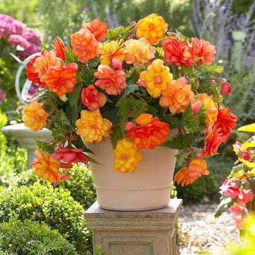 Tuberous begonias blume samen for anpflanzung long bloom season heirloom & gmo free samen for home garten 
 
 sale samen for home garten anpflanzung