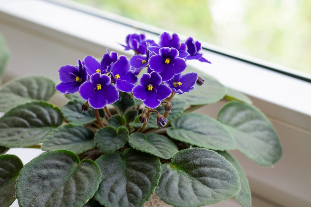 Sky blau african violet or saintpaulia ionantha. blume samen for anpflanzung - long bloom season, heirloom & gmo free samen for home garten
 
 sale samen for anpflanzung in home garten