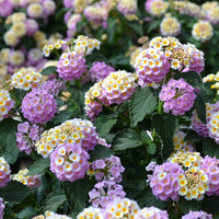 Wandelröschen blume samen for anpflanzung - bright blooms, heirloom & gmo free samen for home garten
 
 sale samen for anpflanzung in home garten