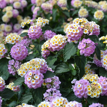 Wandelröschen blume samen for anpflanzung - bright blooms, heirloom & gmo free samen for home garten
 
 sale samen for anpflanzung in home garten