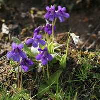 Blau butterwort blume samen for anpflanzung easy to grow heirloom & gmo free samen for home garten 
 
 sale samen for home garten anpflanzung