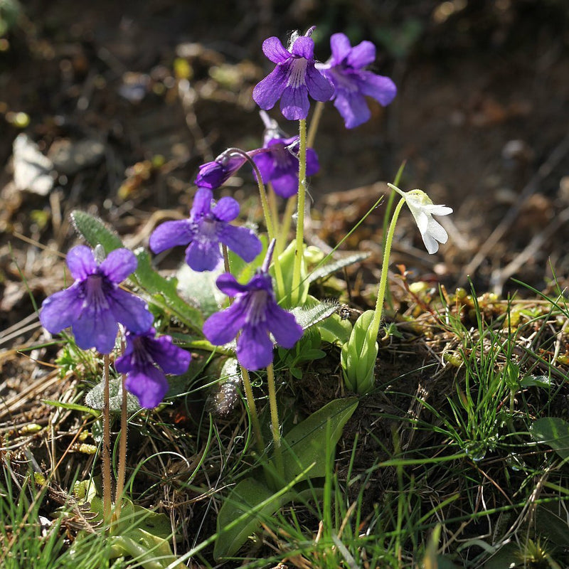 Blau butterwort blume samen for anpflanzung easy to grow heirloom & gmo free samen for home garten 
 
 sale samen for home garten anpflanzung