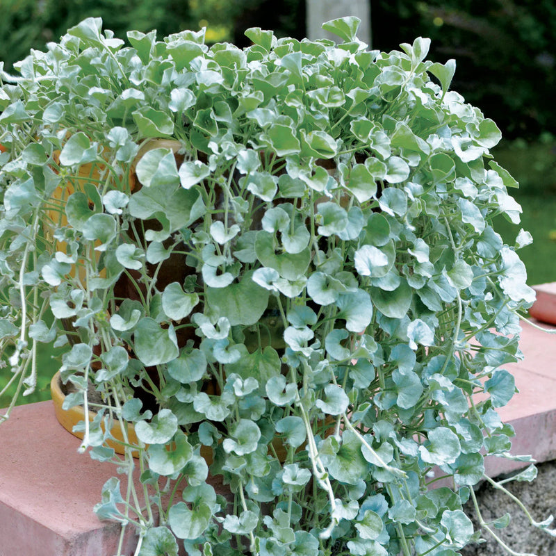 Blau dichondra blume samen for anpflanzung - pollinator friendly, heirloom & gmo free samen for home garten
 
 sale for anpflanzung in home garten