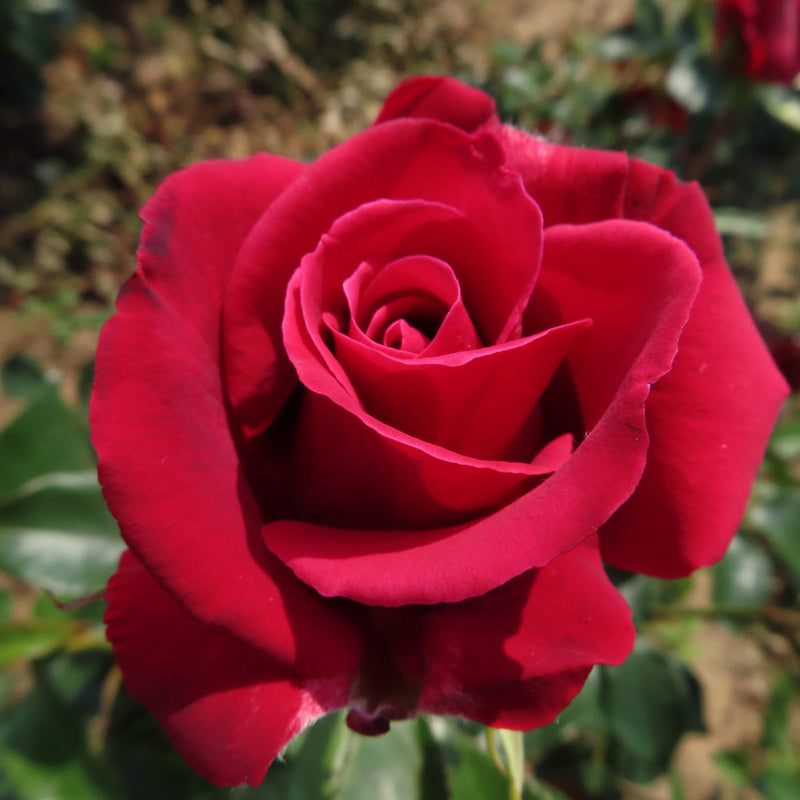 Rot thornless rose blume samen for anpflanzung cottage garten essential heirloom & gmo free samen for home garten
 
 sale samen for home garten anpflanzung