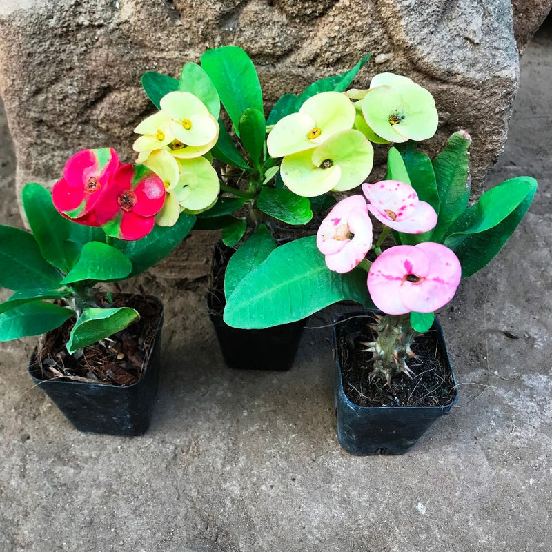 Mixed euphorbia milii hybrid blume samen for anpflanzung garten favorite heirloom & gmo free samen for home garten 
 
 sale samen for home garten anpflanzung