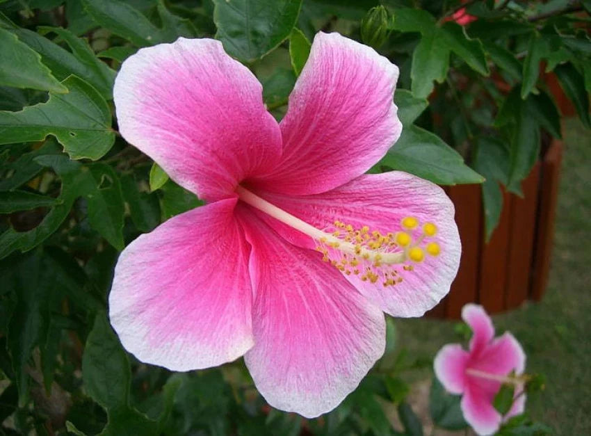 Rosa weiß hibiscus blume samen for anpflanzung - fragrant blossoms, heirloom & gmo free samen for home garten
 
 sale samen for anpflanzung in home garten