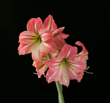 Hippeastrum blume samen for anpflanzung compact growth heirloom & gmo free samen for home garten 
 
 sale samen for home garten anpflanzung