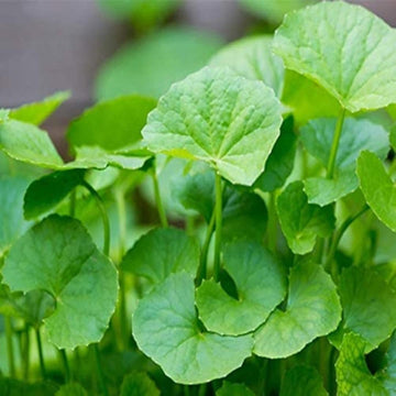 Centella blume samen for anpflanzung shade tolerant heirloom & gmo free samen for home garten 
 
 sale samen for home garten anpflanzung