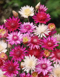 Xeranthemum annuum blume samen for anpflanzung - wildflower mix, heirloom & gmo free samen for home garten
 
 sale samen for anpflanzung in home garten