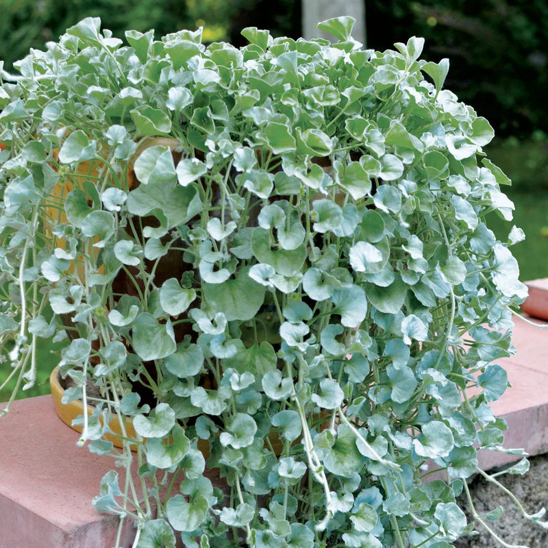 Silver dichondra blume samen for anpflanzung - fragrant blossoms, heirloom & gmo free samen for home garten
 
 sale samen for home garten