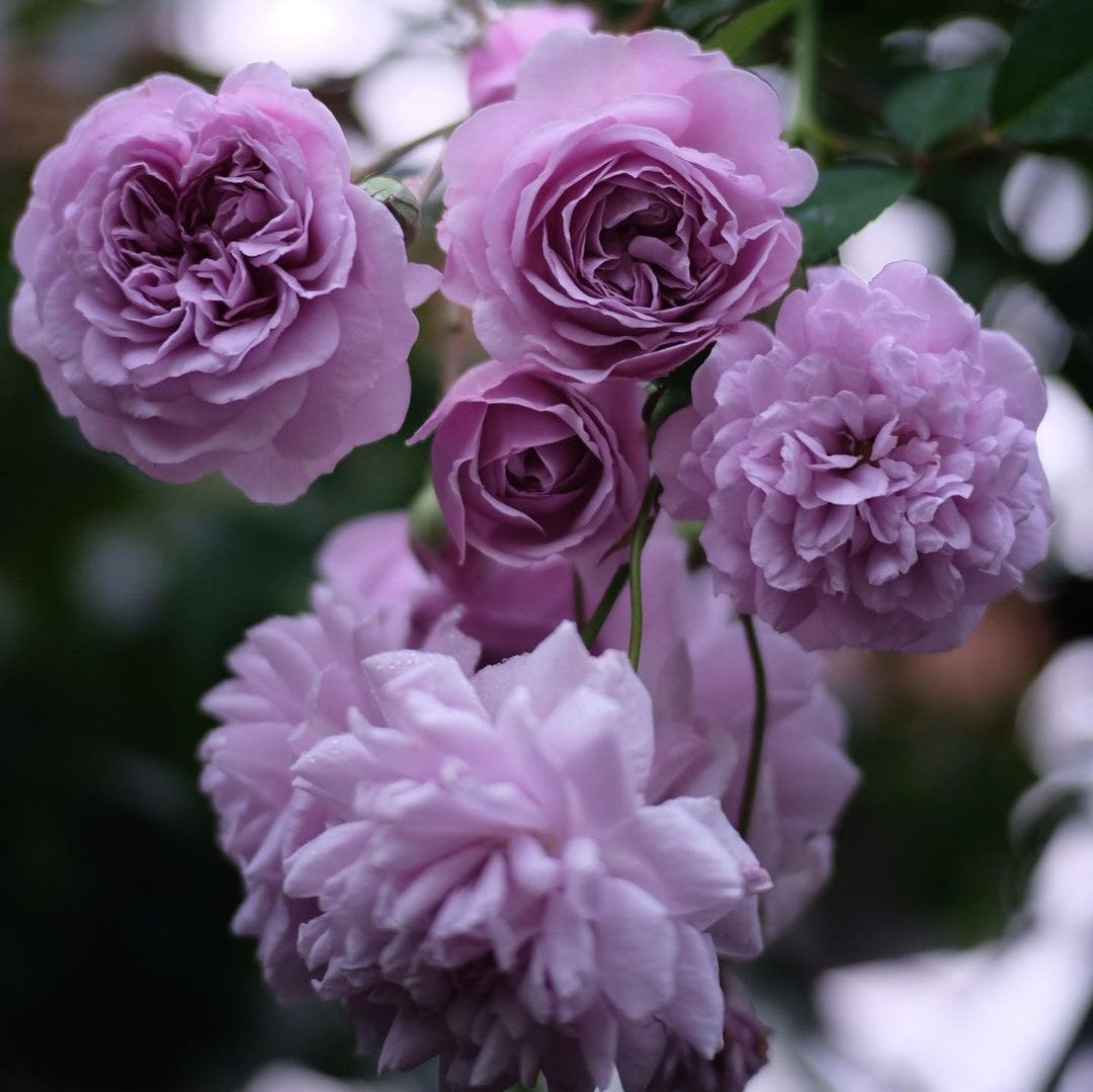 Light lila climbing rose blume samen for anpflanzung bright blooms heirloom & gmo free samen for home garten
 
 sale samen for home garten anpflanzung