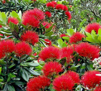 Rot pohutukawa blume samen for anpflanzung - seasonal bloomer, heirloom & gmo free samen for home garten
 
 sale samen for anpflanzung in home garten