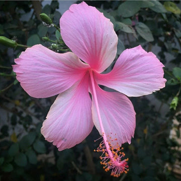Baby rosa hibiscus blume samen for anpflanzung garten favorite heirloom & gmo free samen for home garten 
 
 sale samen for home garten anpflanzung