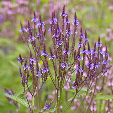 Blau vervain blume samen for anpflanzung bright blooms heirloom & gmo free samen for home garten 
 
 sale samen for home garten anpflanzung