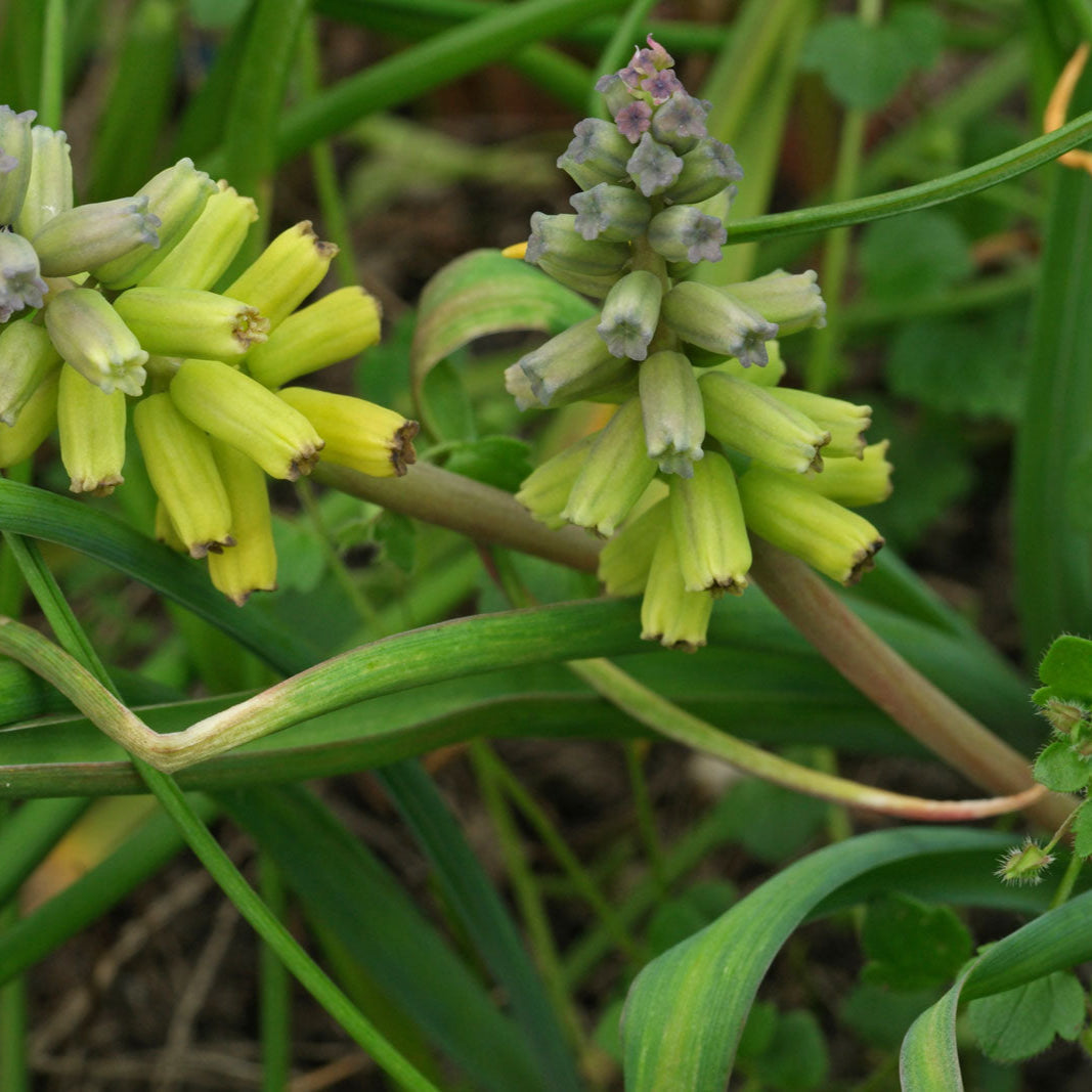 Macrocarpum blume samen for anpflanzung - premium quality, heirloom & gmo free samen for home garten
 
 sale for anpflanzung in home garten