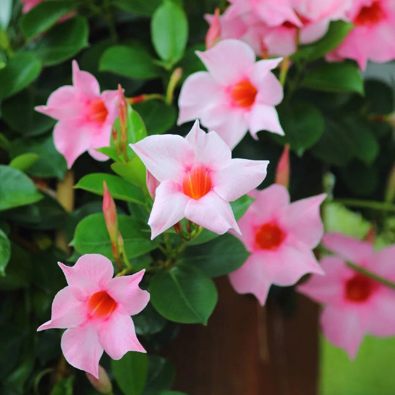 Sanderi blume samen for anpflanzung perfect for borders heirloom & gmo free samen for home garten 
 
 sale samen for home garten anpflanzung